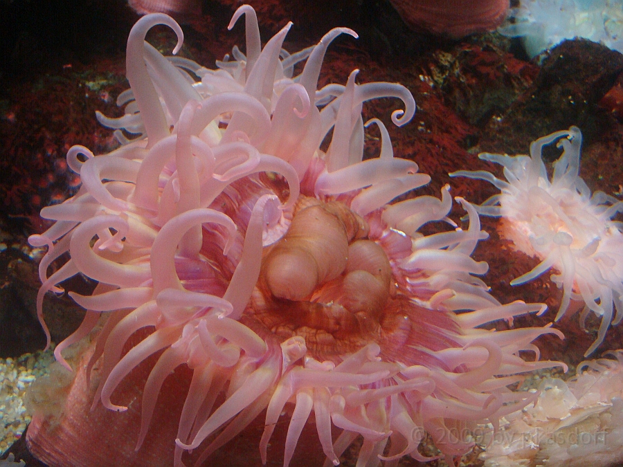 Baltimore [2009 July 02] 247.JPG - Scenes from Baltimore's Inner Harbor.
